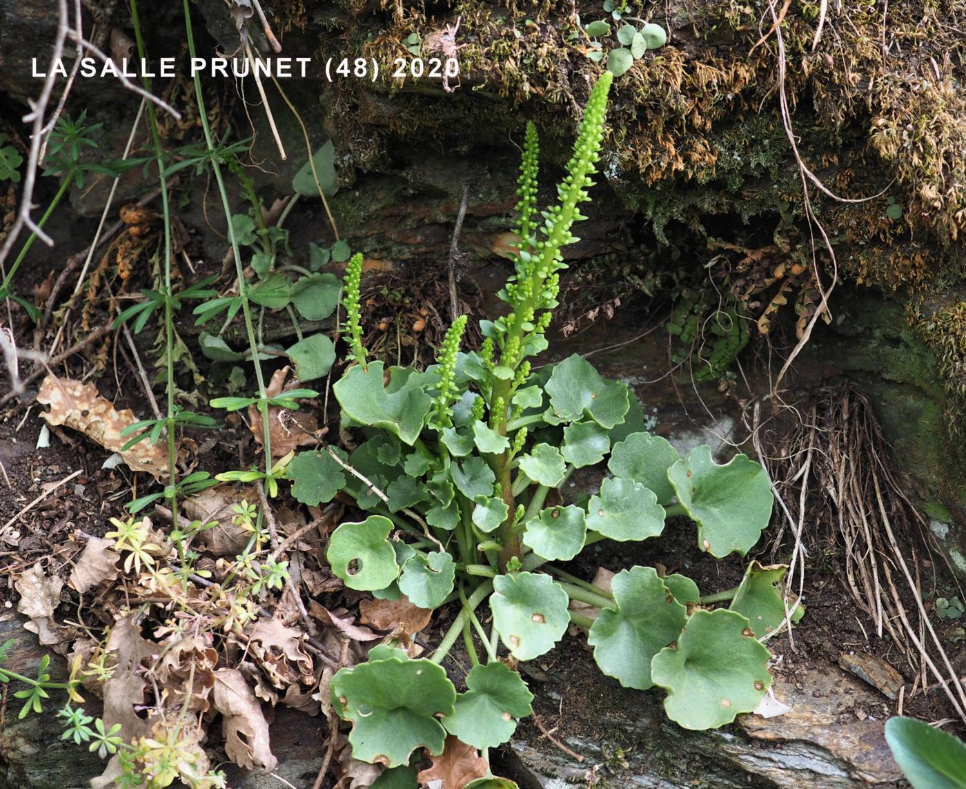 Pennywort, Wall leaf